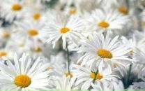 Фотография Кикоть Анастасии