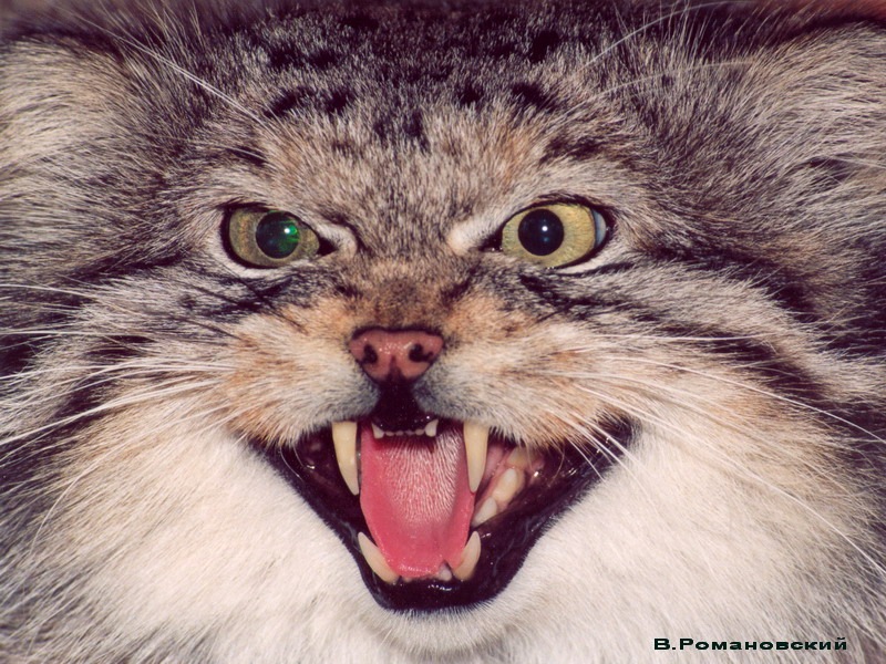 Михаил Иванов фотография #45