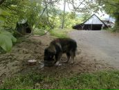 Иван Стефановић фотография #11 (источник - https://vk.com/id74217773)