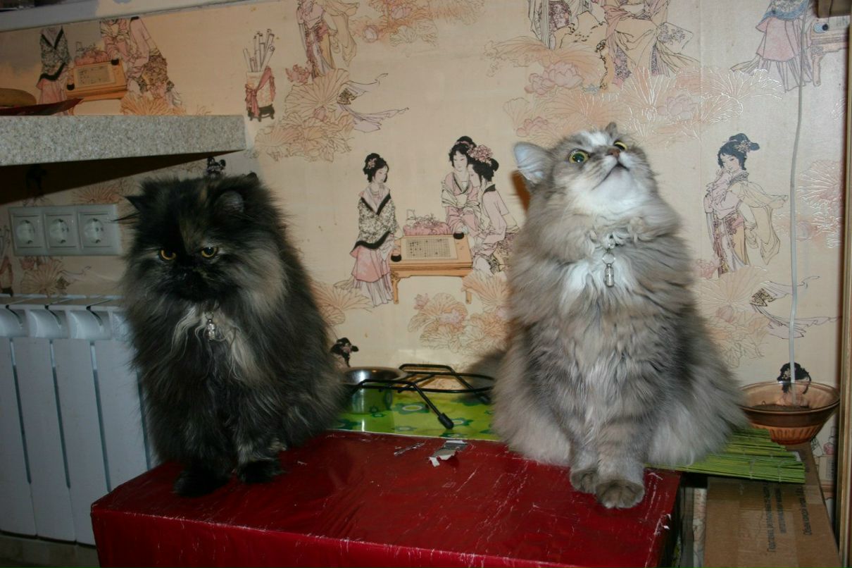 Сандра Ищенко фотография #2