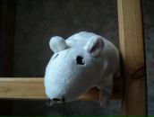 Фотография Карасёва Алексея