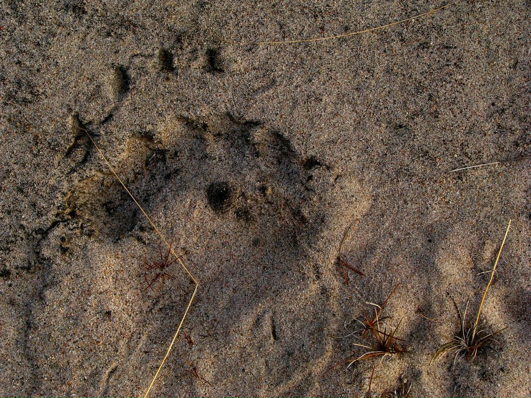 Эйно Роц фотография #12