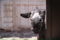 Дима Никкель фотография #9 (источник - https://vk.com/id1648149)