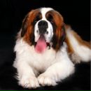 Фотография Горшкова Павла