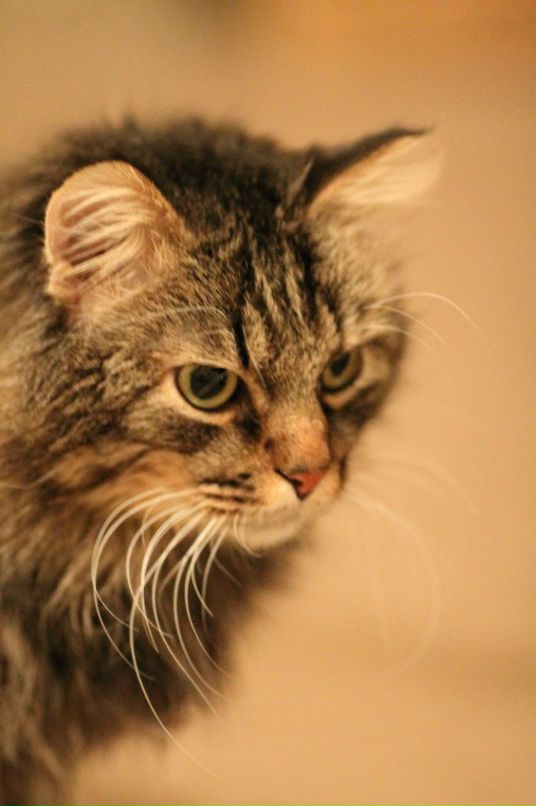 Игорь Григорьев фотография #17