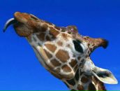 Фотография Куликовой Лейсан