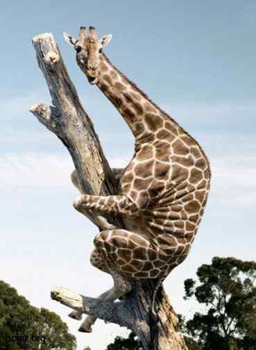 №1, Оля Мирошникова №1, Оля Мирошникова