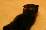 Алёна Смайл=) фотография #13 (источник - https://vk.com/id131650175)