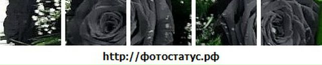 Вікторія Чук фотография #50 (источник - https://vk.com/id141553979)