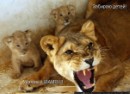Юлія Кохан фотография #48 (источник - https://vk.com/id61339270)
