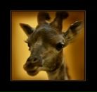 Фотография Винокуровой Полины