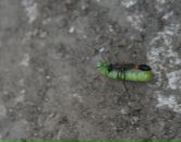 Влад Костін фотография #42 (источник - https://vk.com/id98607971)