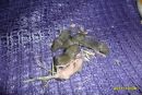 Анастасія Куцелап фотография #26 (источник - https://vk.com/id136332927)