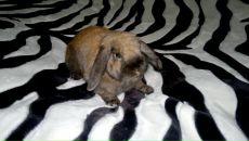 Фотография Жариной Таисии