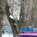 Іван Великий фотография #32 (источник - https://vk.com/id147175233)