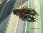 Фотография Ляшенко Александры