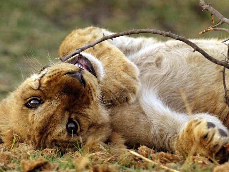 Лева Чертаков фотография #34