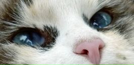 Фотография Тумашик Ирины