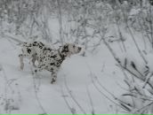 Фотография White Amarthaiya