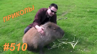 Приколы август 2019 №510