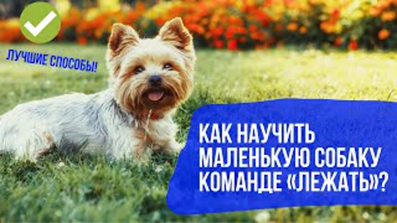 Как Приучить Собаку Делать Куни