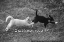 Стас Тимофеев фотография #41 (источник - https://vk.com/id3975274)