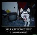 Олександр Сіренко фотография #12 (источник - https://vk.com/id133126015)