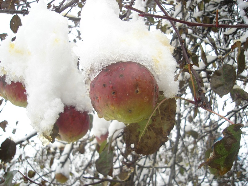 Era New фотография #38