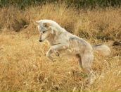 Фотография Карельский Сергей