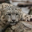 Фотография Чеусовой Светланы