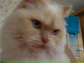 Ольга Селиванова фотография #13 (источник - https://vk.com/id878078)