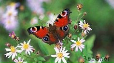 Олег Романів фотография #13 (источник - https://vk.com/id31708224)