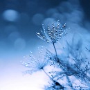 Лідія Подолей фотография #25 (источник - https://vk.com/id93000801)