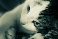 Степан Кот фотография #2 (источник - https://vk.com/id90120786)