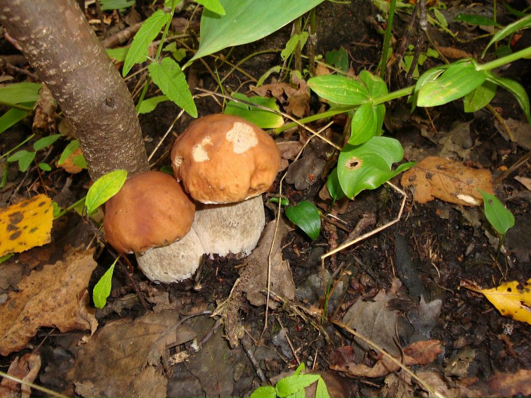 Эмма Кубло фотография #46