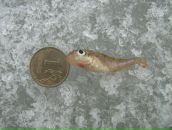 Фотография Stepanov Valeri