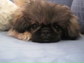 Дашунька *********** фотография #1