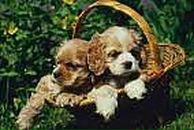 Діана Семенюк фотография #11 (источник - https://vk.com/id74236949)