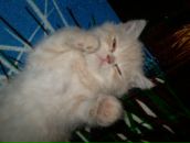 Фотография Калиничева Алексея