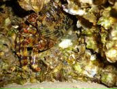 Фотография Золотая серединой Кати