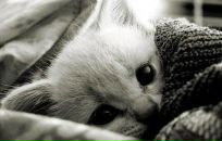 Фотография Щипковой Татьяны