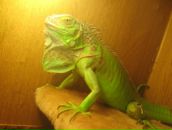 Фотография Авдеевой Евгении