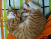 Fırat FIRAT фотография #28 (источник - https://vk.com/id22875274)