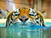 Фотография Шуваловой Елены