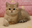 Вероніка Пятак фотография #45 (источник - https://vk.com/id151365917)