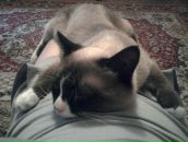 Світлана Куслива фотография #22 (источник - https://vk.com/id65058121)