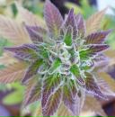 Никита Масликов фотография #29 (источник - https://vk.com/id40501783)