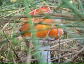 Сергій Гурінчук фотография #39 (источник - https://vk.com/id12433093)